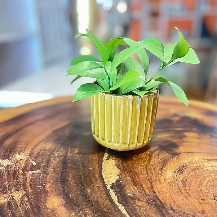 Mini Tarrito Balmoral 3.5 x 3.5  5 colores